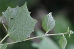 Urena lobata subsp. lobata